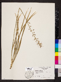 Camassia scilloides image