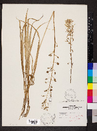 Camassia scilloides image