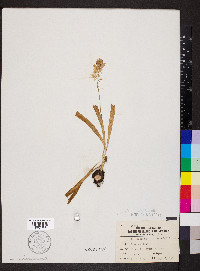 Camassia scilloides image