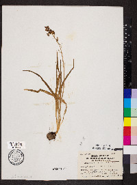 Camassia scilloides image