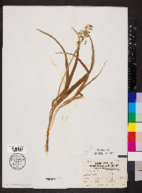 Camassia scilloides image