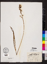 Camassia scilloides image