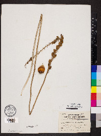 Camassia scilloides image