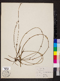 Chlorophytum capense image