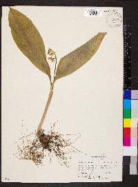 Convallaria majalis image