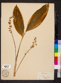 Convallaria majalis image