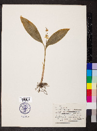 Convallaria majalis image