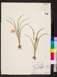 Leucocrinum montanum image