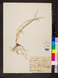 Leucocrinum montanum image