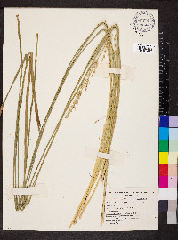 Lomandra longifolia image