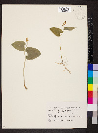 Maianthemum bifolium image