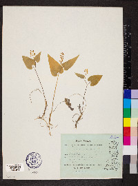 Maianthemum bifolium image