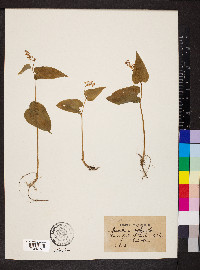 Maianthemum bifolium image