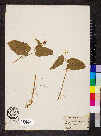 Maianthemum bifolium image