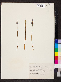 Muscari botryoides image