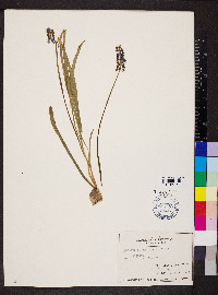 Muscari botryoides image