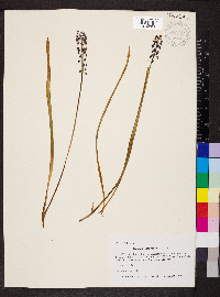 Muscari botryoides image