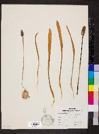 Muscari botryoides image