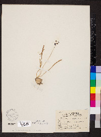 Muscari botryoides image