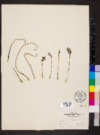 Muscari neglectum image