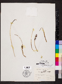 Muscari neglectum image