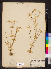 Ornithogalum umbellatum image