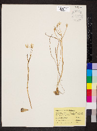 Ornithogalum umbellatum image