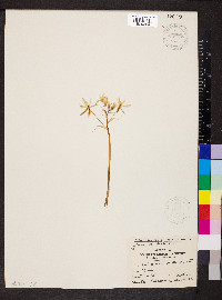 Ornithogalum umbellatum image