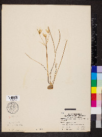 Ornithogalum umbellatum image