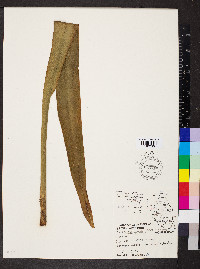 Sansevieria metallica image