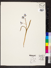 Scilla siberica image