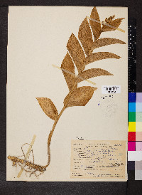 Maianthemum racemosum subsp. amplexicaule image