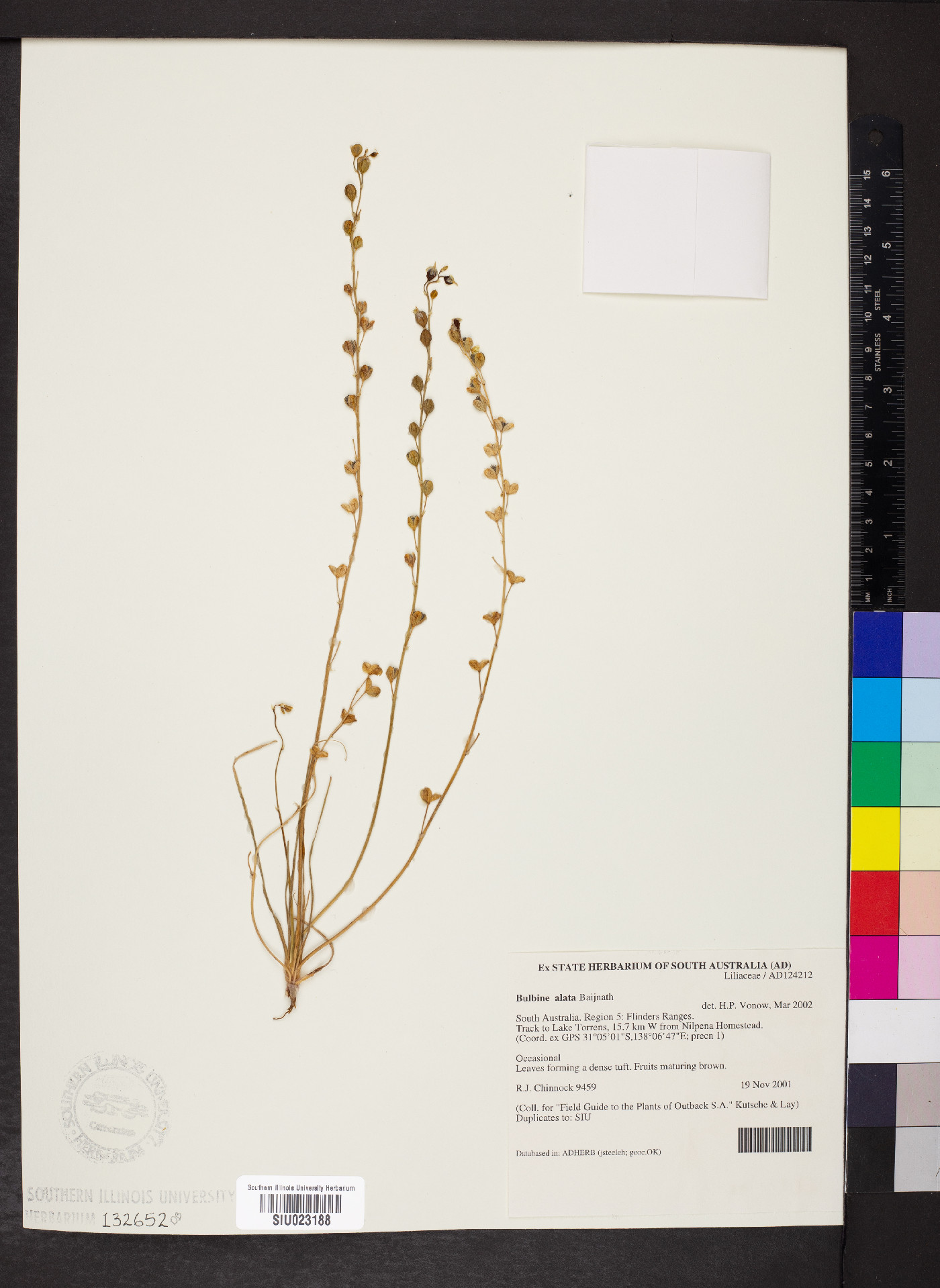 Bulbine alata image