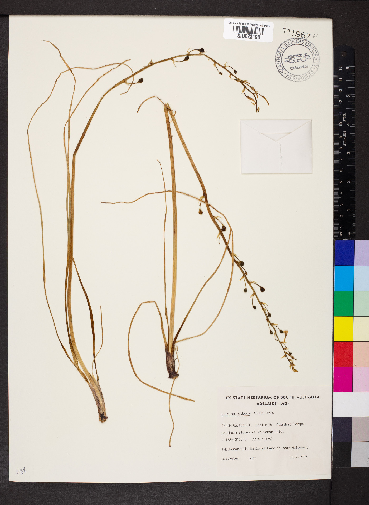 Bulbine bulbosa image