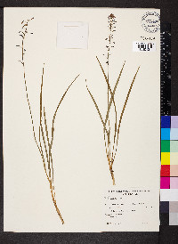 Caesia parviflora var. vittata image