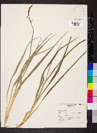 Caesia parviflora var. vittata image