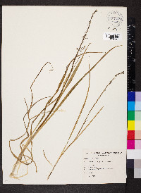 Caesia parviflora var. vittata image