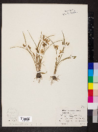 Hypoxis leptocarpa image