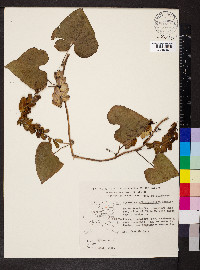 Dioscorea densiflora image