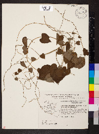 Dioscorea rotundifolia image