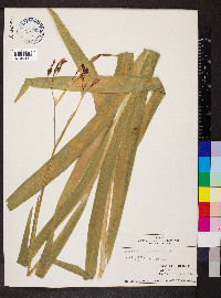 Belamcanda chinensis image