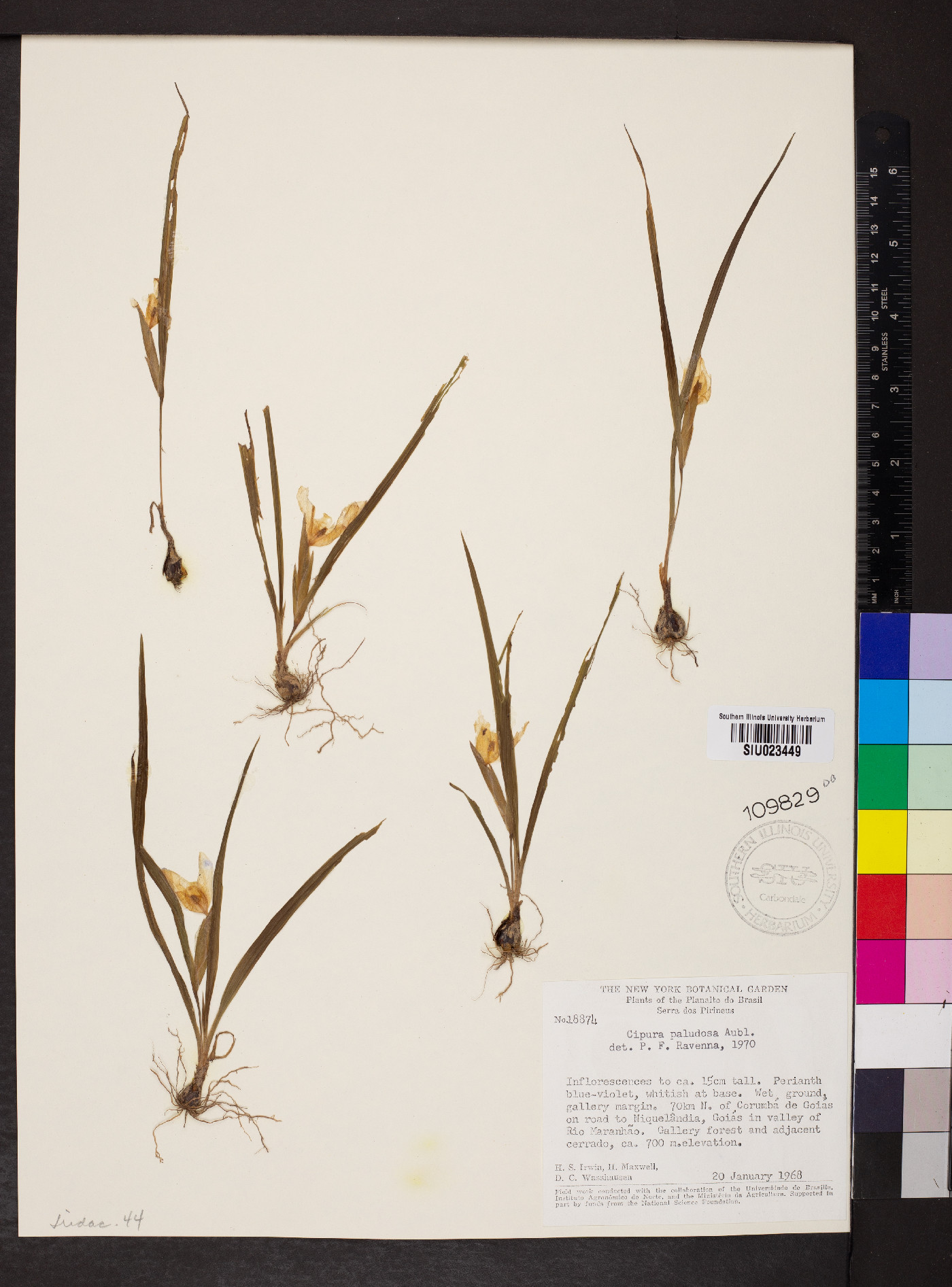 Cipura paludosa image