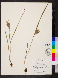 Cipura paludosa image
