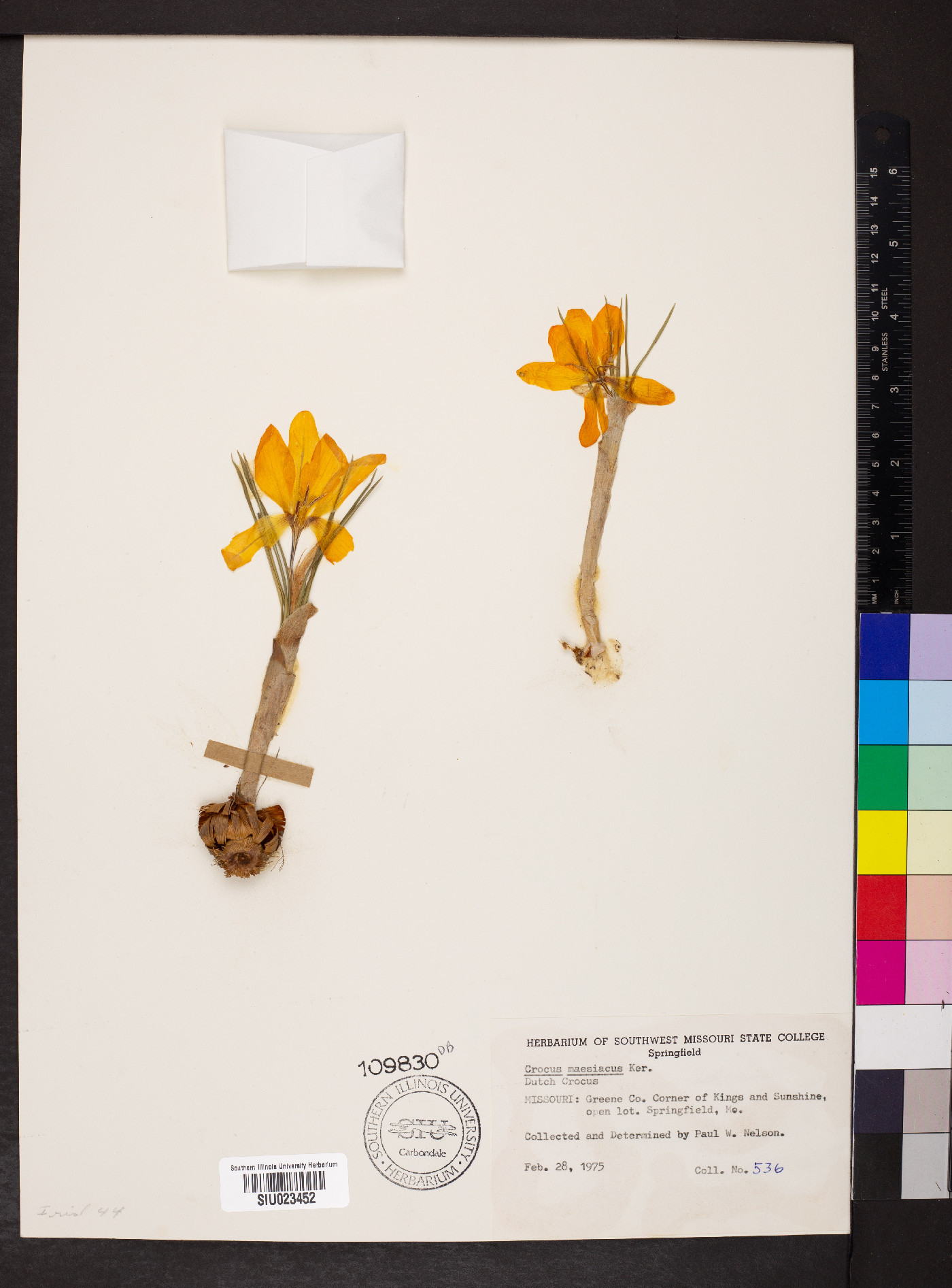 Crocus maesiacus image