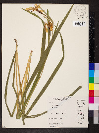 Iris fulva image