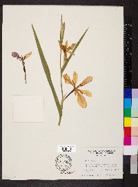 Iris fulva image