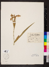 Iris fulva image