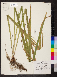 Iris brevicaulis image