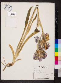 Iris germanica image