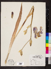 Iris germanica image